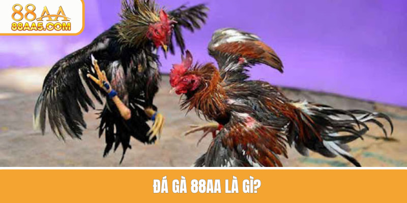 Đá gà 88AA là sảnh cược đẳng cấp của nhà cái