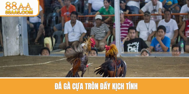 Đá gà cựa tròn với các trận đấu hấp dẫn