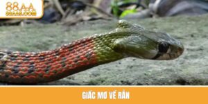 Giấc mơ về rắn