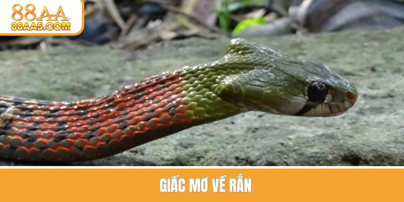 Giấc mơ về rắn