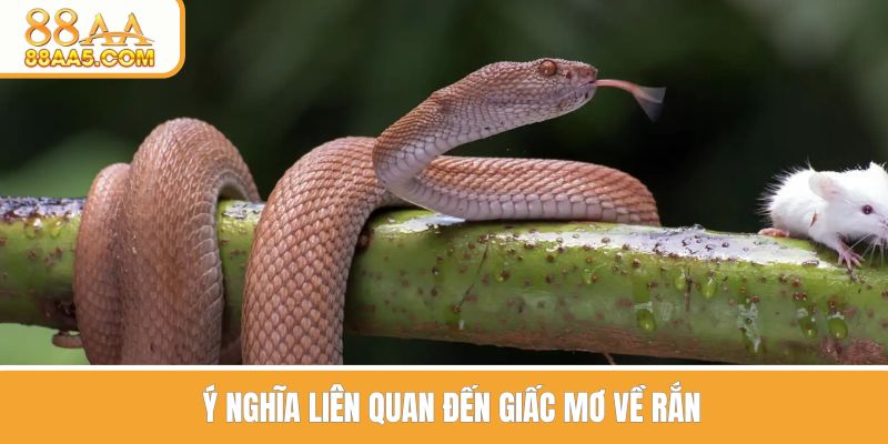 Ý nghĩa liên quan đến giấc mơ về rắn